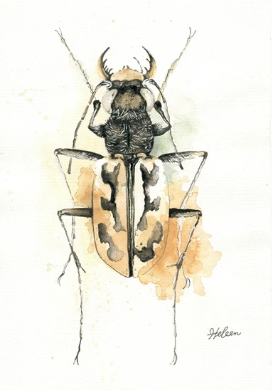 Watercolour Bugs